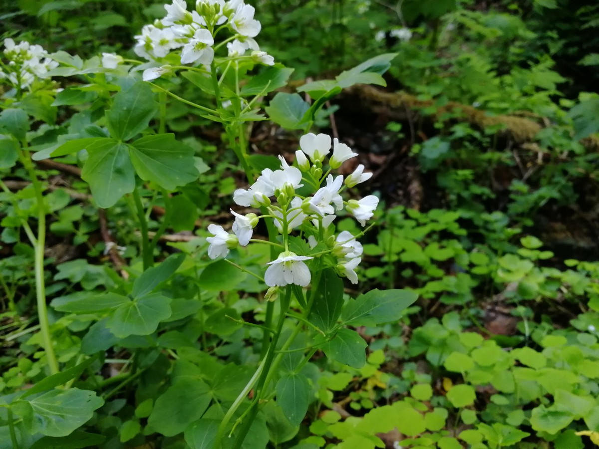 Изображение особи Cardamine yezoensis.