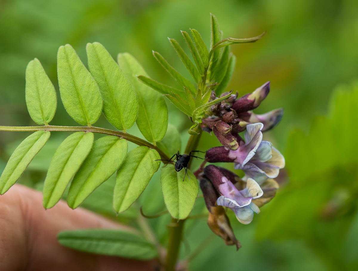 Изображение особи Vicia sepium.