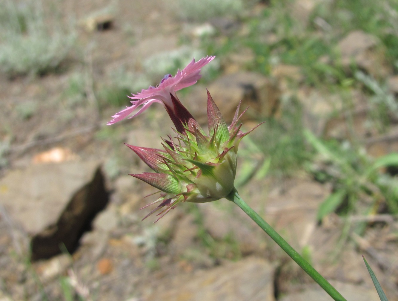 Image of Dianthus capitatus specimen.