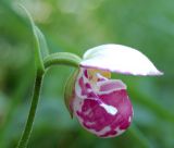 Cypripedium guttatum