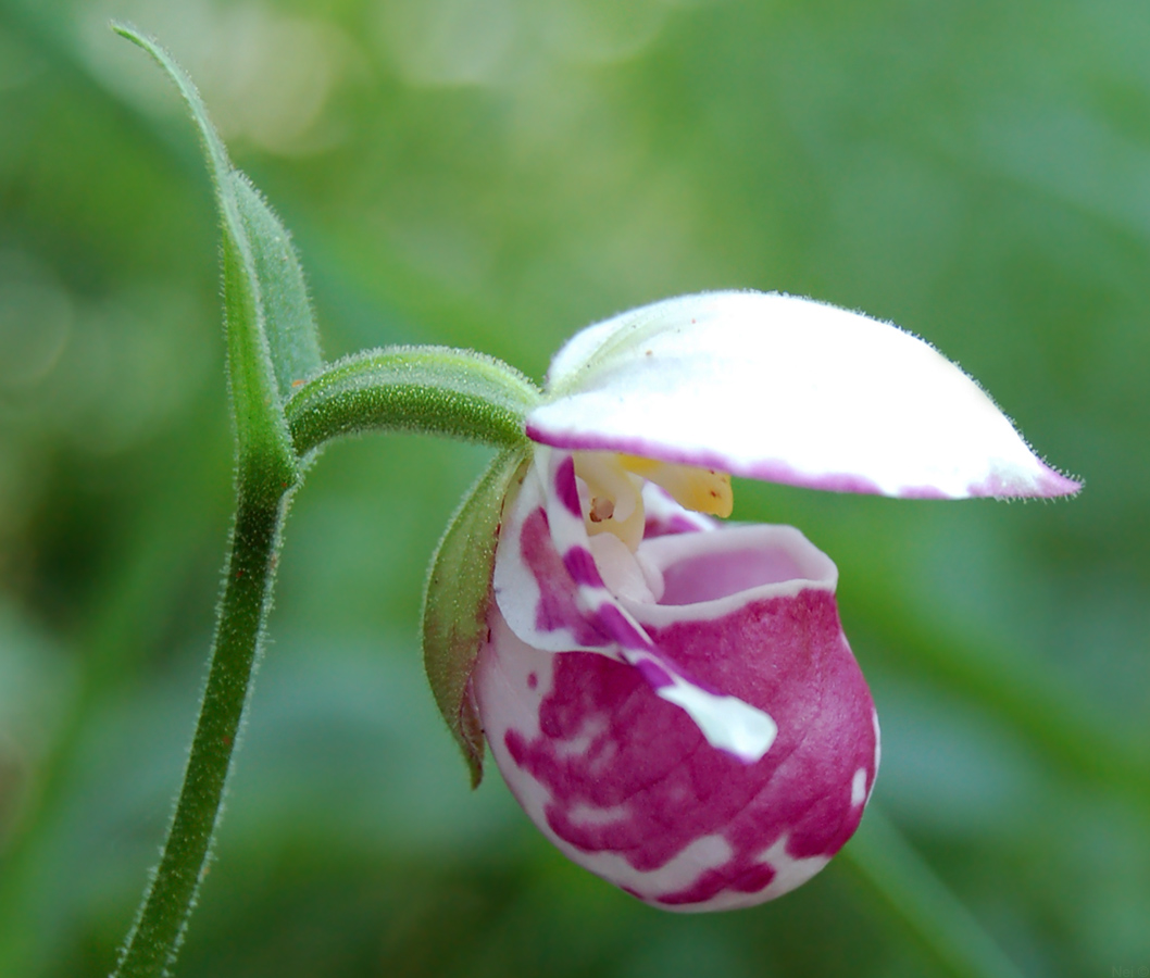 Изображение особи Cypripedium guttatum.