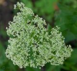 Cardaria draba