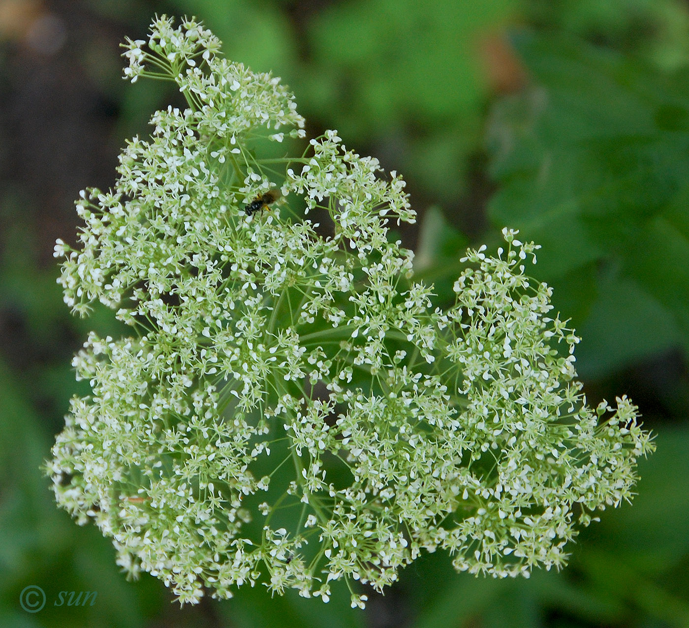 Image of Cardaria draba specimen.