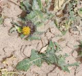 Centaurea benedicta