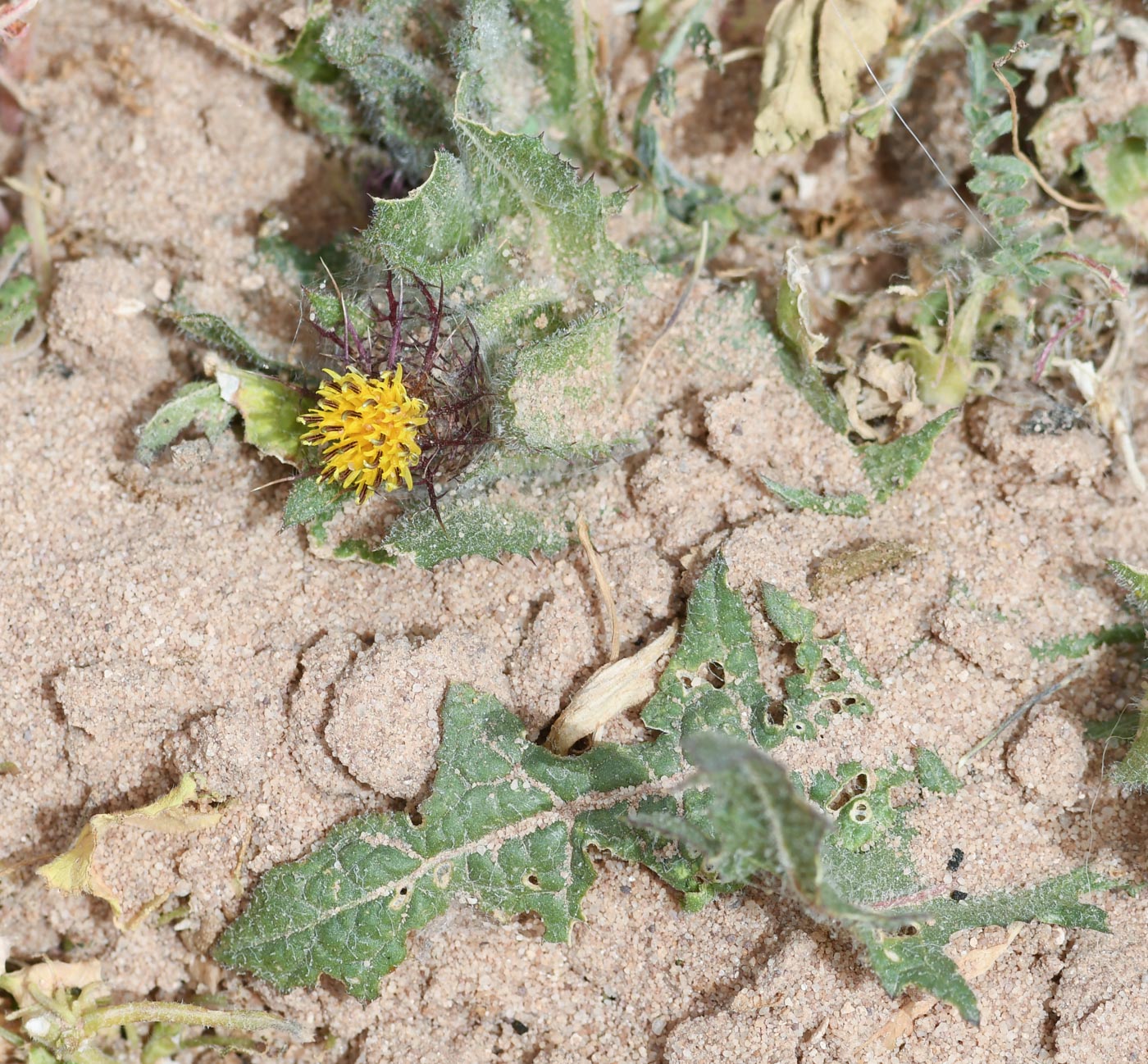 Изображение особи Centaurea benedicta.