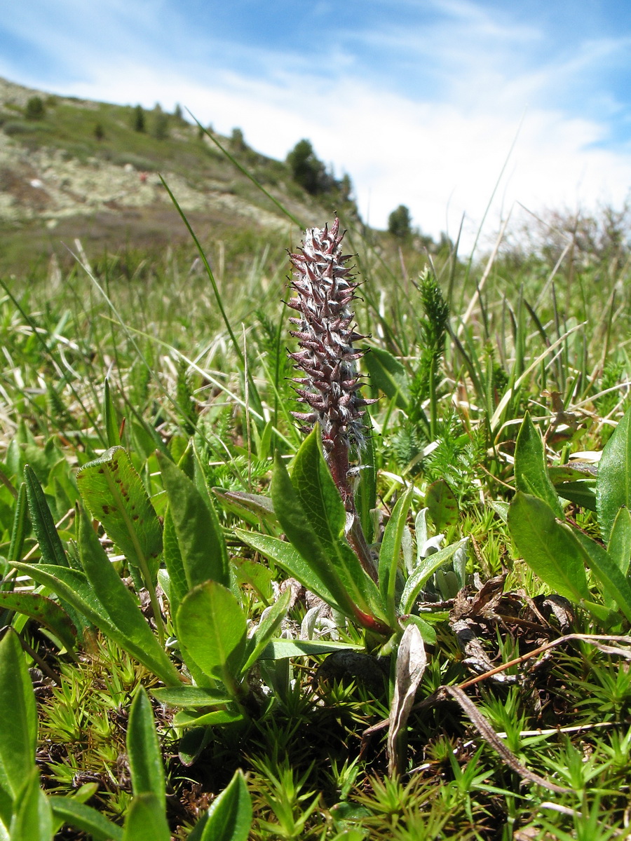 Изображение особи Salix rectijulis.