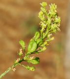 Reseda lutea