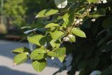 Actinidia kolomikta