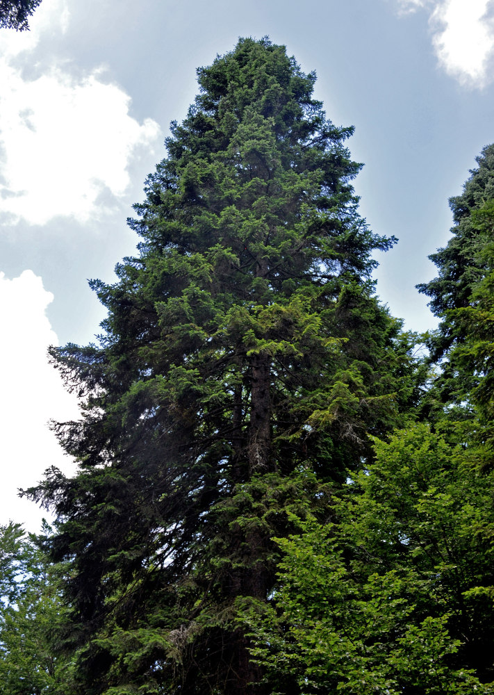 Image of Abies alba specimen.