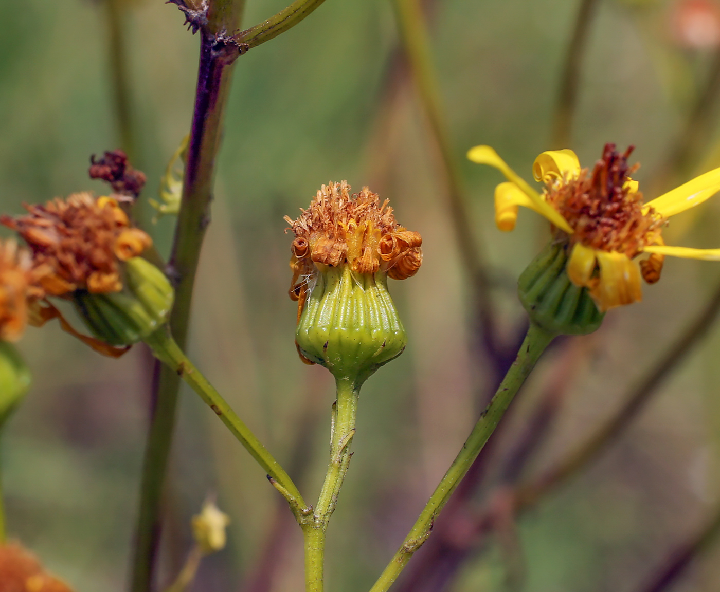 Изображение особи Senecio jacobaea.