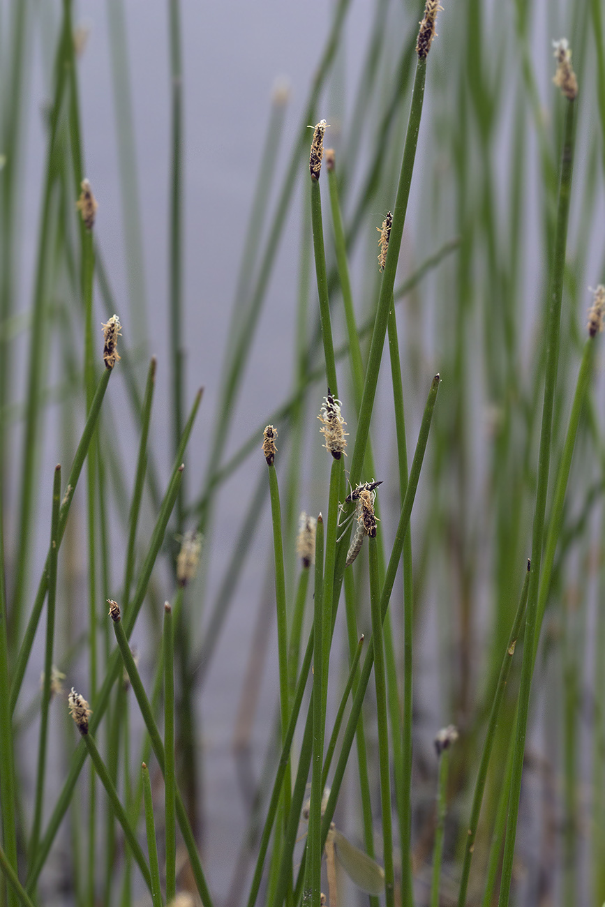 Изображение особи Eleocharis palustris.