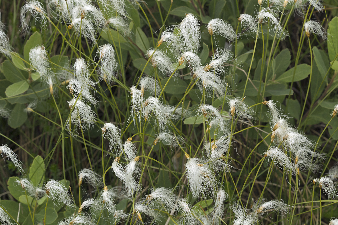 Изображение особи Trichophorum alpinum.