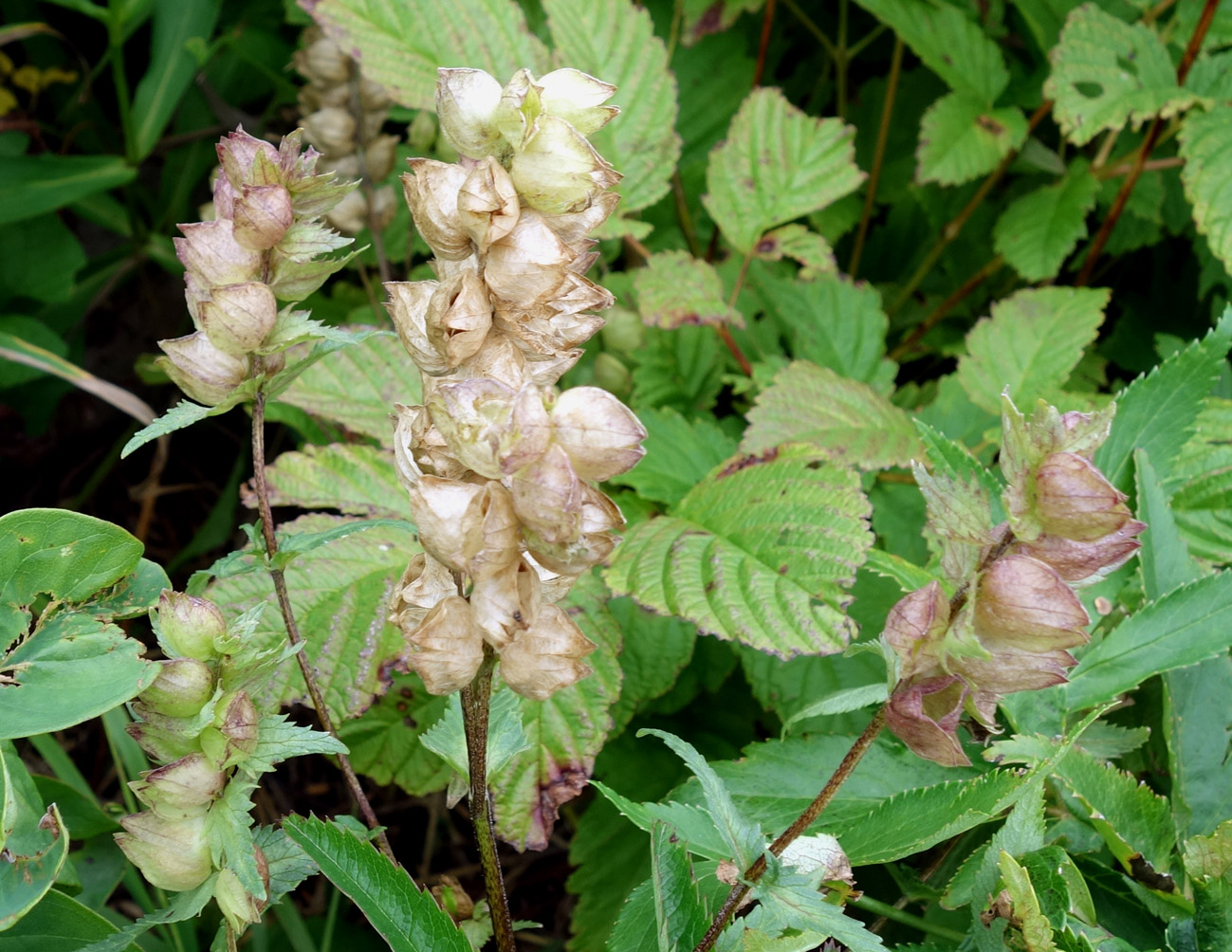 Image of genus Rhinanthus specimen.