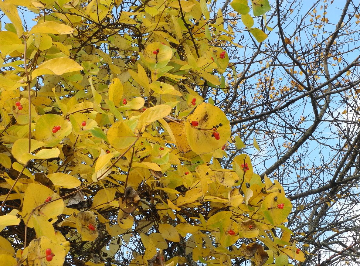 Image of Lonicera × tellmanniana specimen.