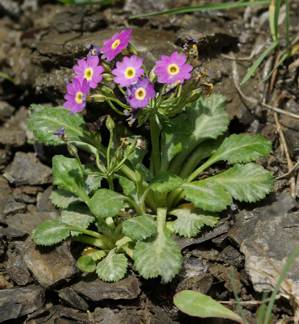 Image of Primula farinifolia specimen.