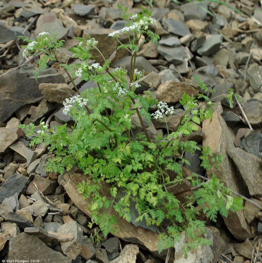 Изображение особи Anthriscus cerefolium.