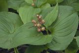 Maianthemum dilatatum