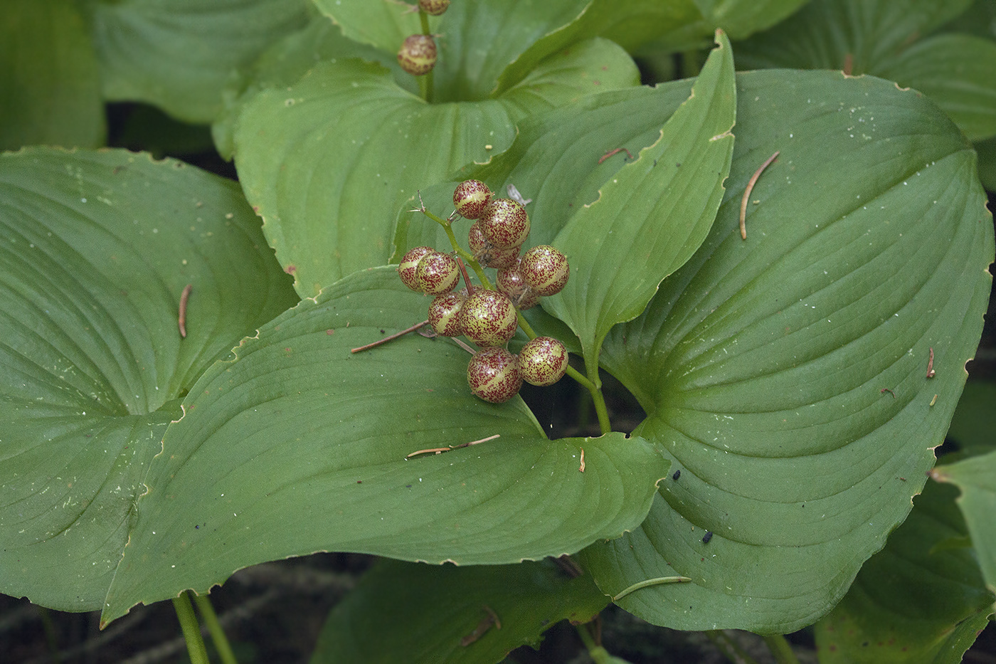 Image of Maianthemum dilatatum specimen.