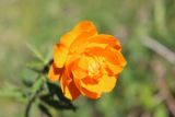 Trollius asiaticus. Цветок. Республика Алтай, Усть-Коксинский р-н, Уймонская долина, окр. с. Усть-Кокса, опушка смешанного леса. 29.05.2019.