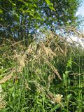 Calamagrostis langsdorffii