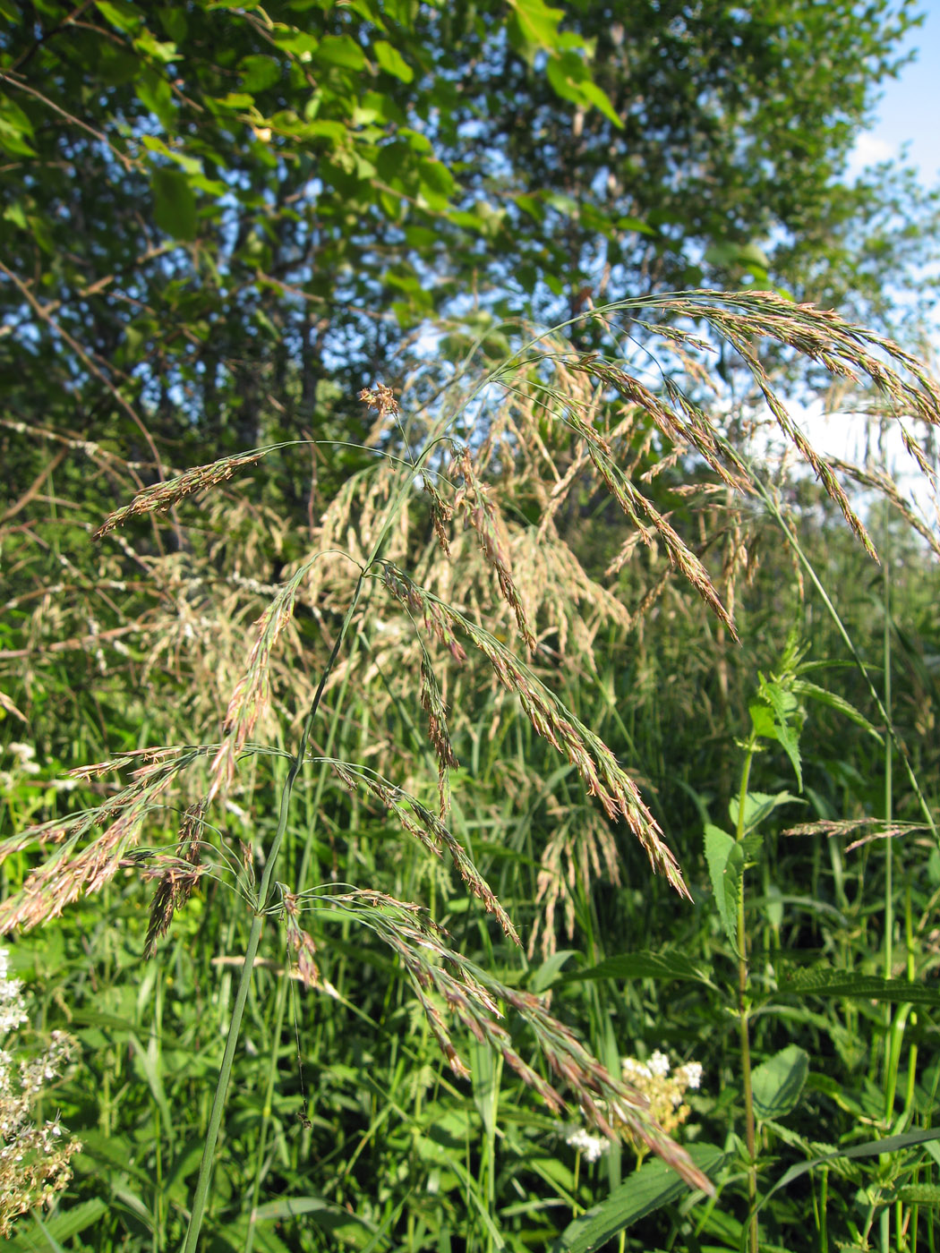 Изображение особи Calamagrostis langsdorffii.