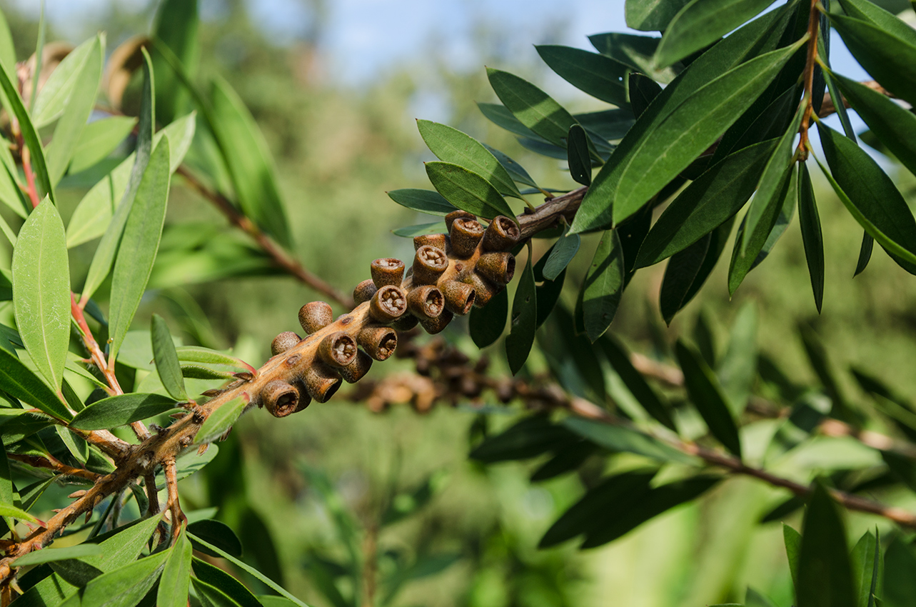 Image of Callistemon phoeniceus specimen.