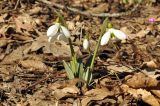 Galanthus plicatus. Цветущие растения. Крым, Белогорский р-н, хр. Кубалач, дубово-буковый лес. 17.02.2020.