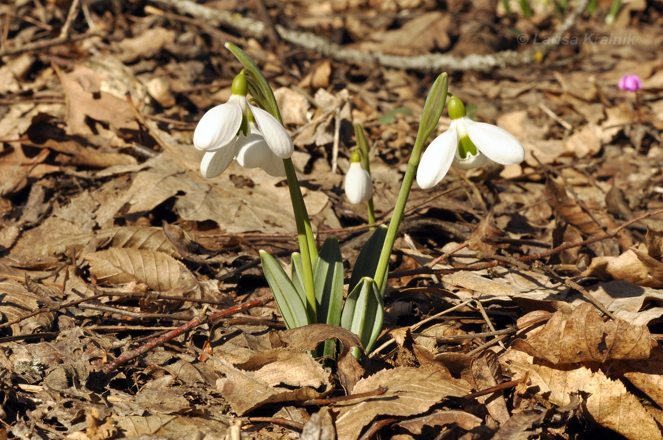 Изображение особи Galanthus plicatus.