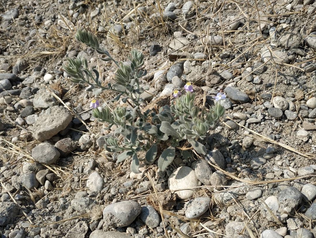 Image of Arnebia obovata specimen.