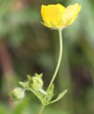 Potentilla goldbachii