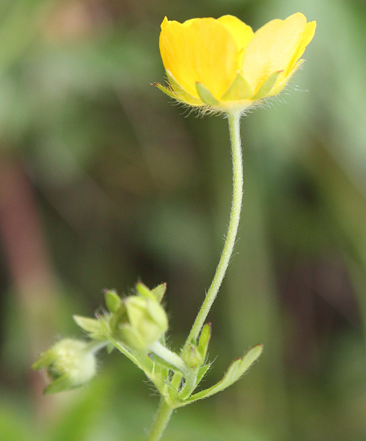 Изображение особи Potentilla goldbachii.