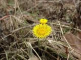 Tussilago farfara