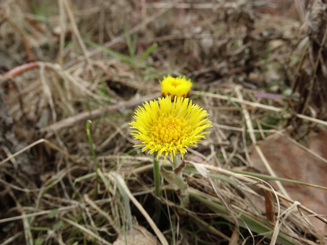 Image of Tussilago farfara specimen.