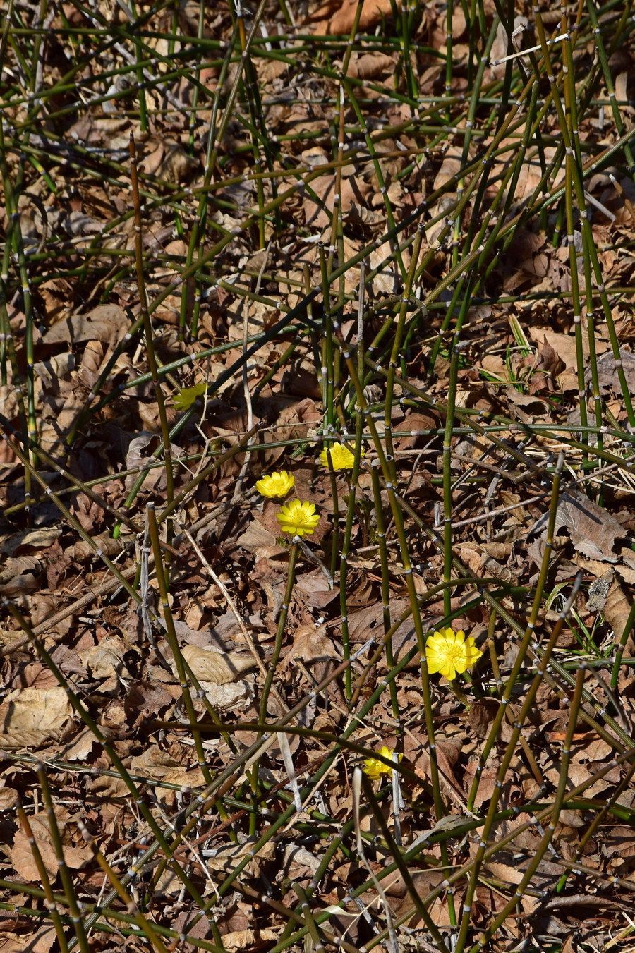 Изображение особи Equisetum hyemale.
