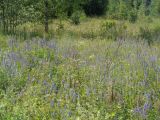 Veronica longifolia