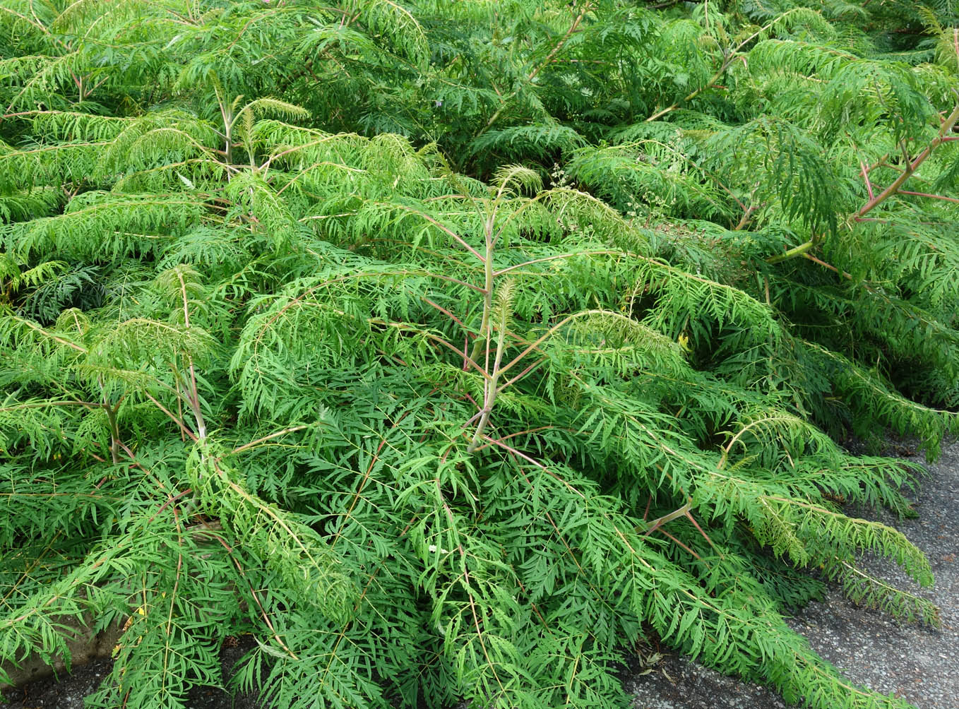 Image of Rhus typhina f. laciniata specimen.