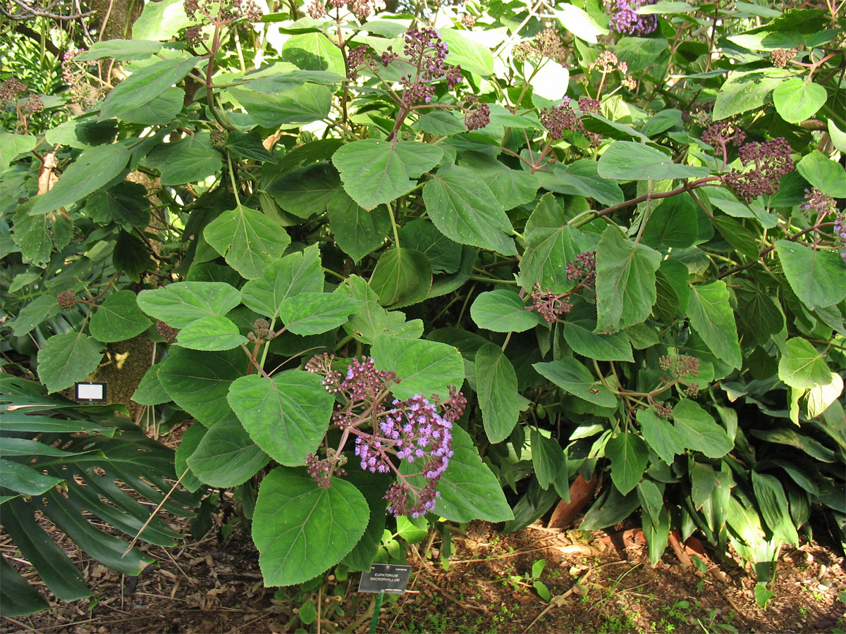 Image of Hebeclinium macrophyllum specimen.