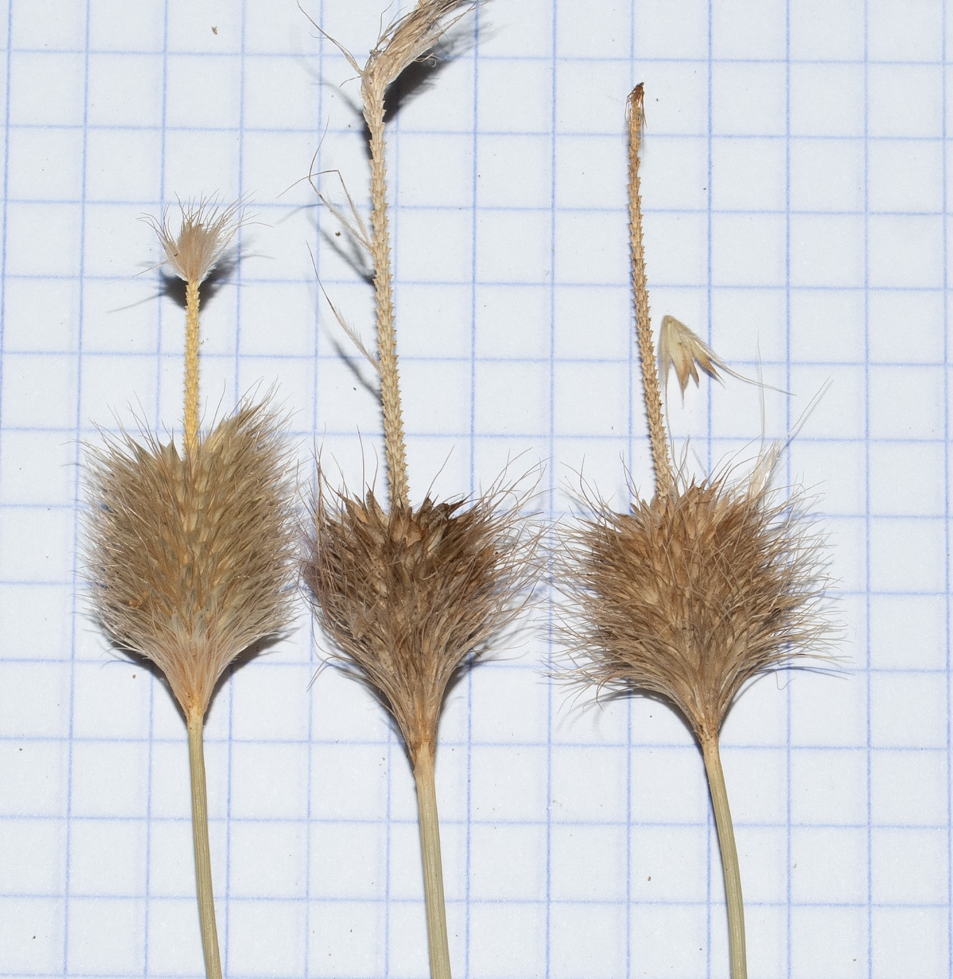 Image of Fingerhuthia africana specimen.