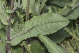 семейство Asteraceae. Лист в средней части побега с развивающимся пазушным побегом. Крым, Бахчисарайский р-н, окр. с. Дачное, фруктовый сад. 17.05.2020.