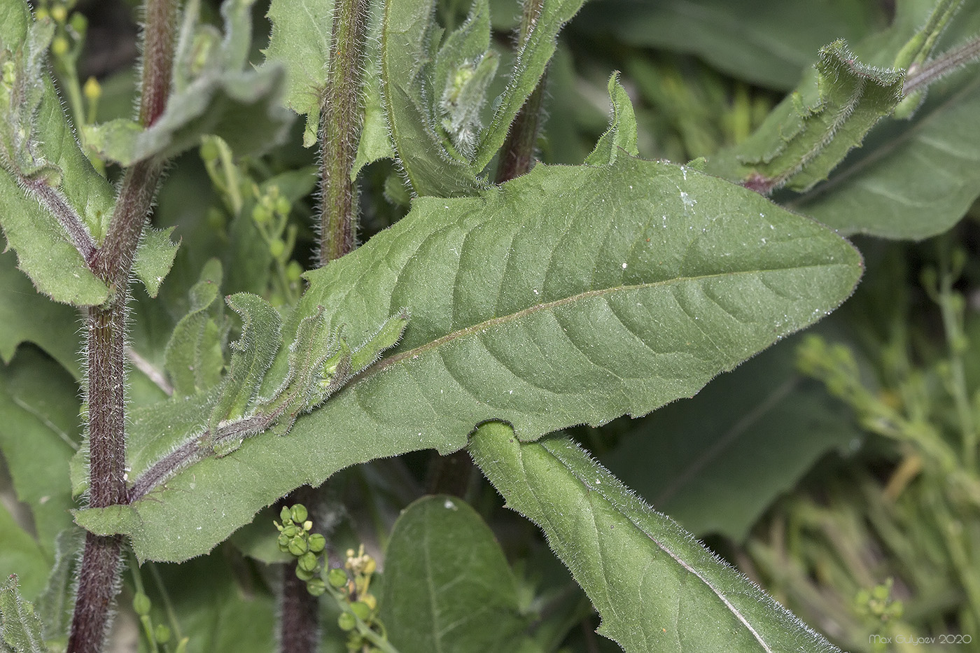 Image of familia Asteraceae specimen.