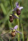 Ophrys scolopax. Верхушка цветущего растения. Испания, автономное сообщество Каталония, провинция Жирона, комарка Сельва, муниципалитет Сускеда, окр. деревни Сант-Марти-Сакальм, 835 м н.у.м., мелкотравный луг. 23.05.2020.