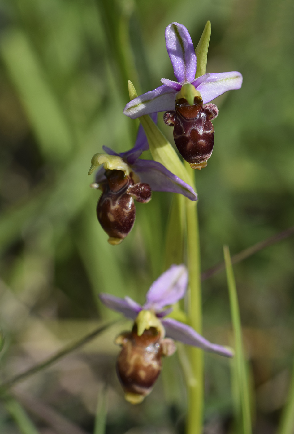 Image of Ophrys scolopax specimen.