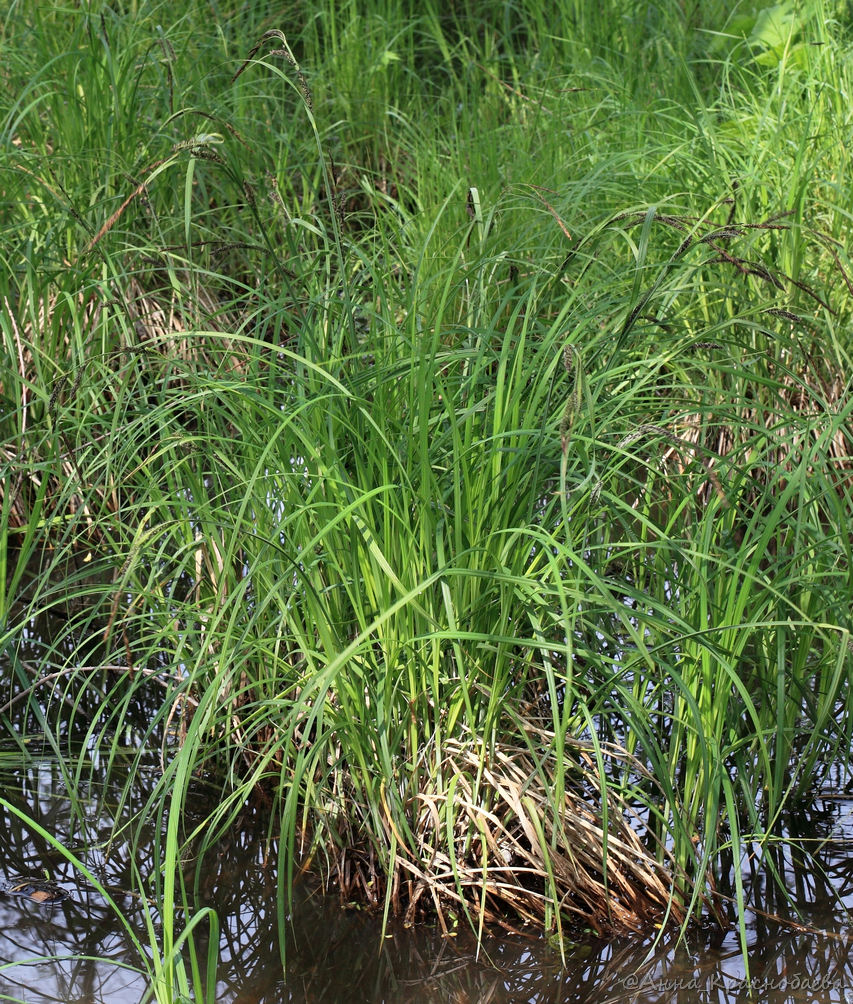 Image of Carex acuta specimen.