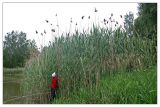 Phragmites altissimus