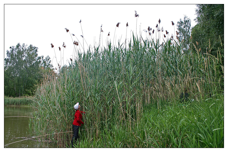 Image of Phragmites altissimus specimen.