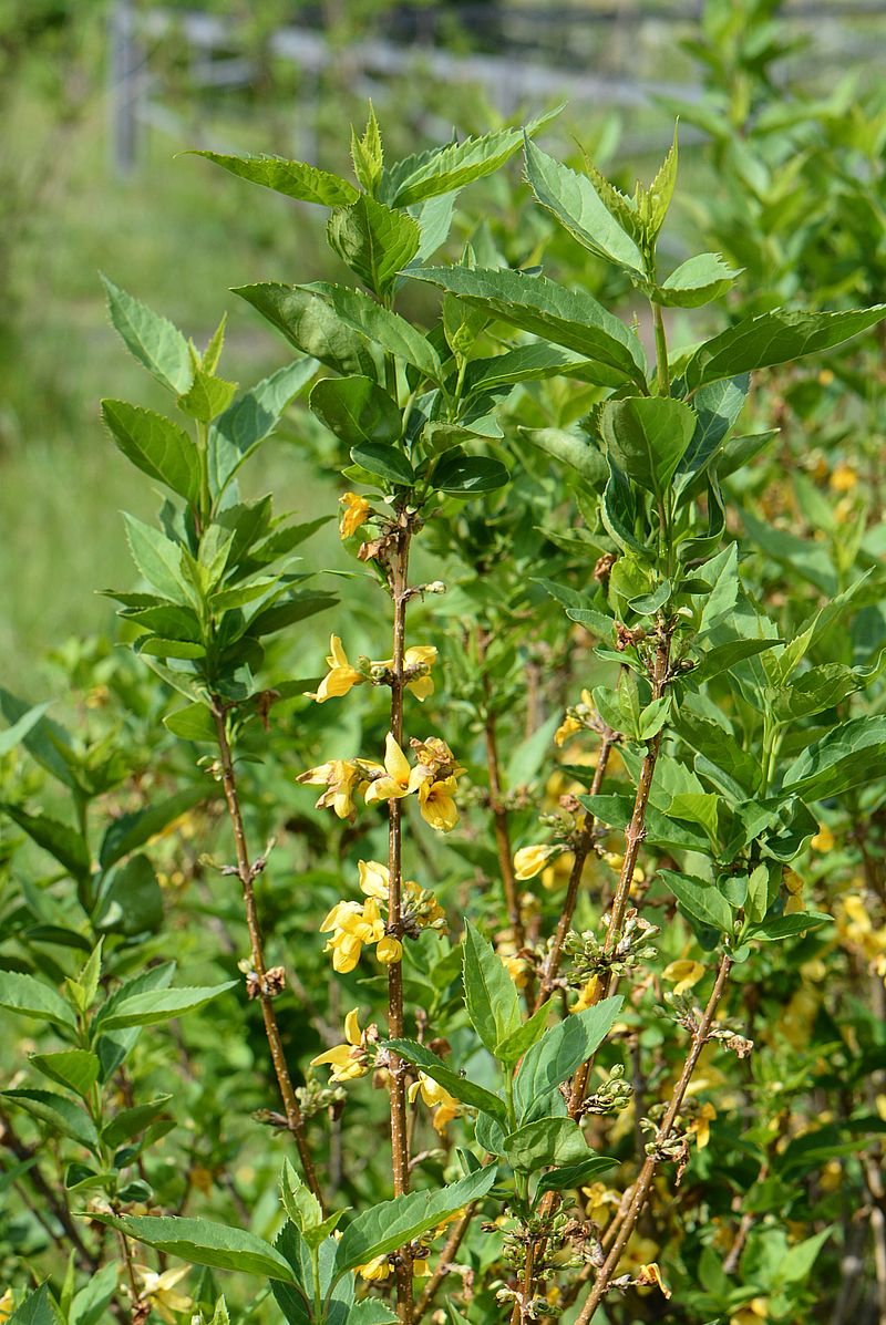 Image of Forsythia &times; intermedia specimen.