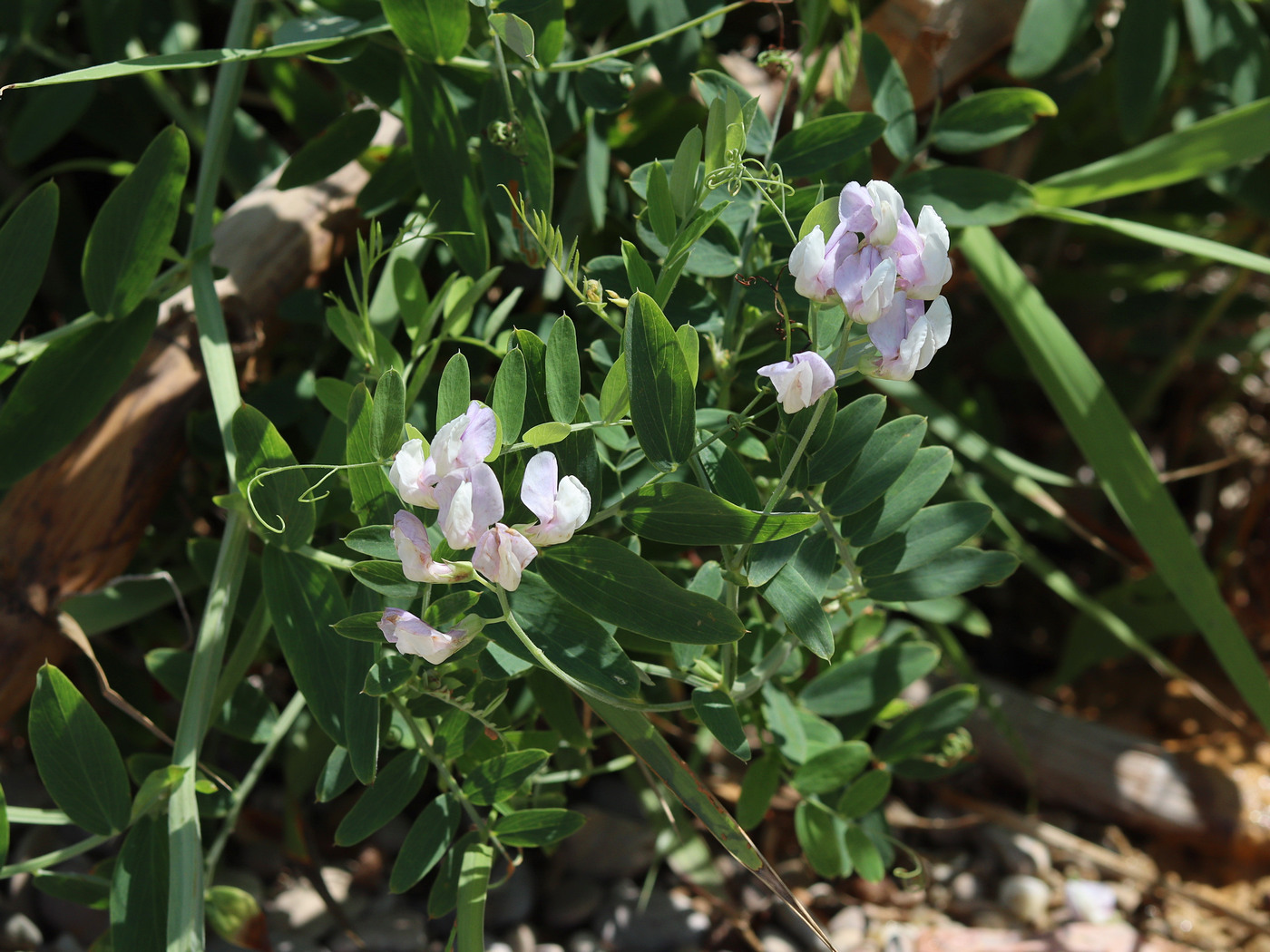 Image of Lathyrus incurvus specimen.