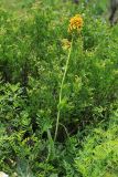 Ligularia schmidtii