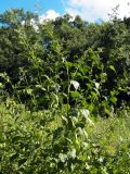 Chenopodiastrum hybridum. Зацветающее растение. Донецк, заброшеный огород. 23.07.2020.
