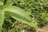 Cirsium helenioides